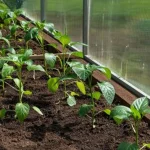 e-altura-de-plantar-pimentos-como-faze-lo-e-quais-as.webp.webp