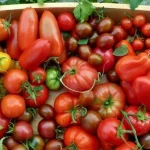 variedades-populares-de-tomate-que-nao-corresponderam-as-expectativas-e.webp.webp
